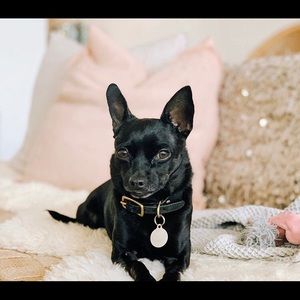 Meet your Posher, Sienna